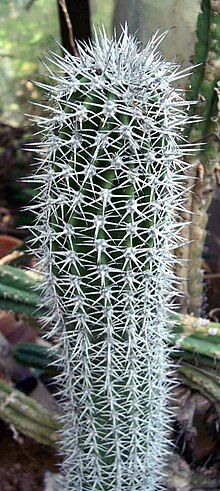 Lophocereus Gatesii