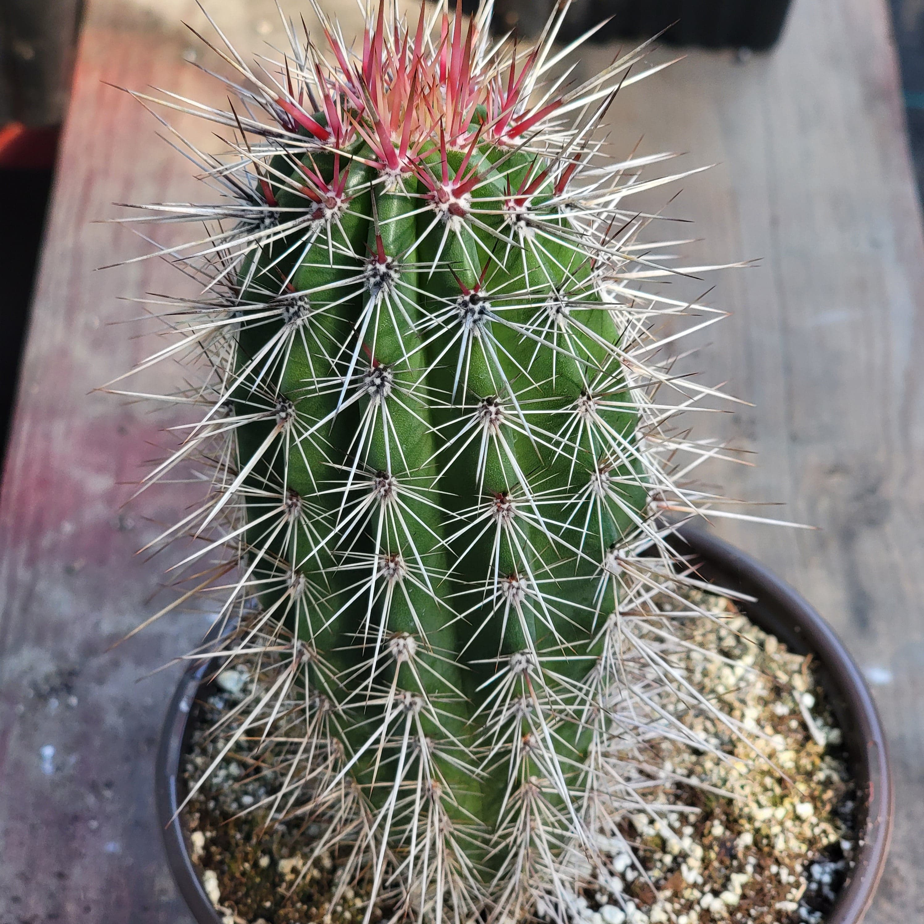 Pachycereus Pringlei ( Cardon) Pink