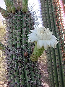 Stenocereus Thurberi( White)