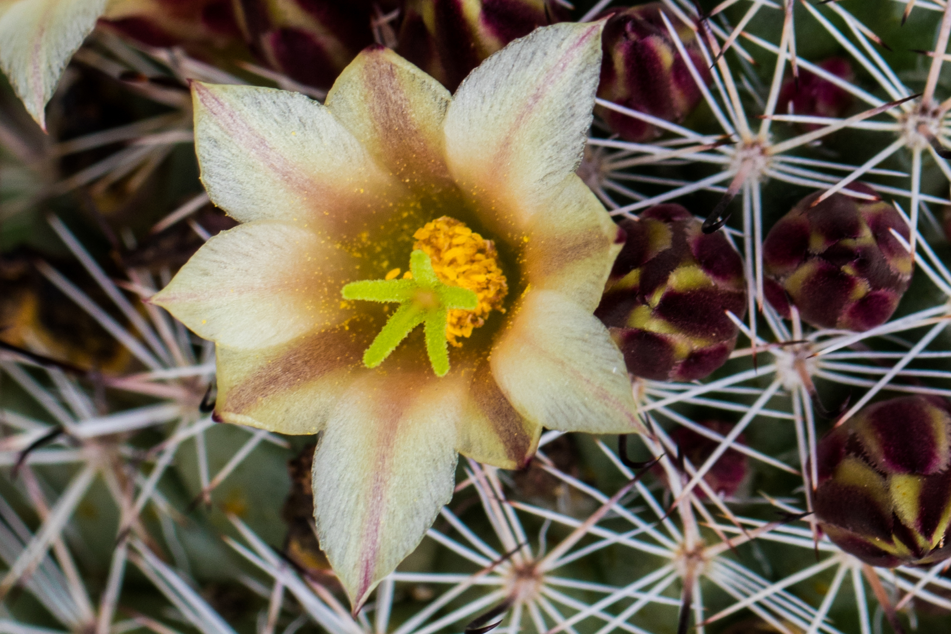 Mammilaria Dioica ( Peninsular Pincushin)