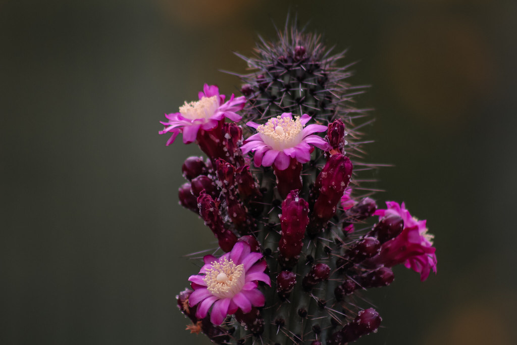 Stenocereus Litoralis (Dwarf Organ Pipe)