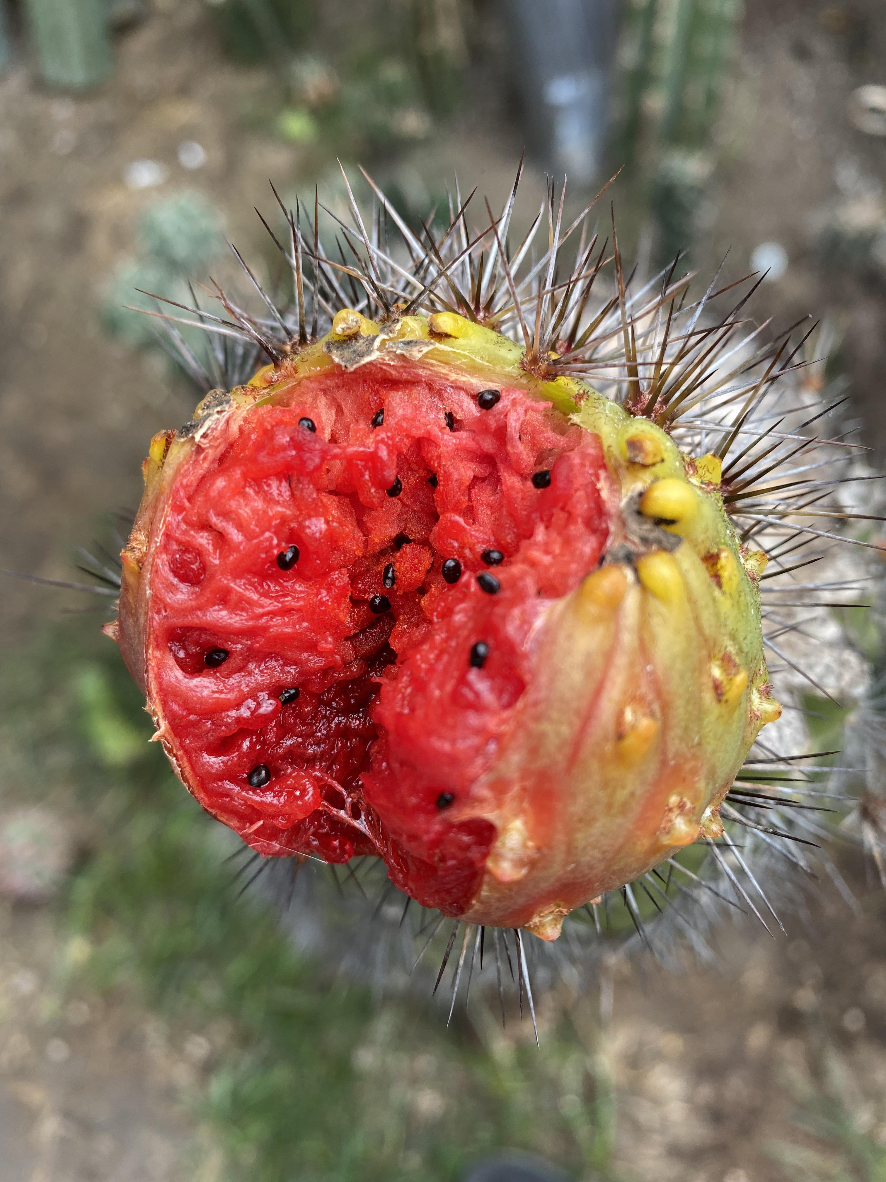 Stenocereus Thurberi ( Pitaya Dulce)