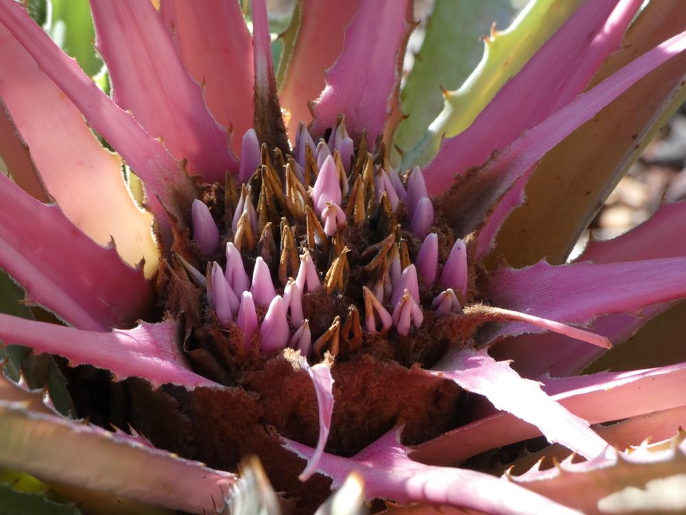 Bromelia Karatas (Purple )