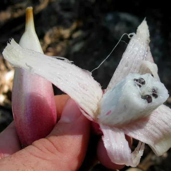 Bormelia karatas ( White Form )