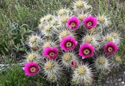 Echinocerus Englemani ( Strawberry Cactus )