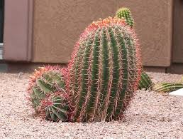 Fish Hook Barrel Cactus