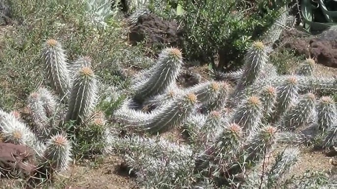 Creeping Devil (Cactus Stenocereus Eruca)