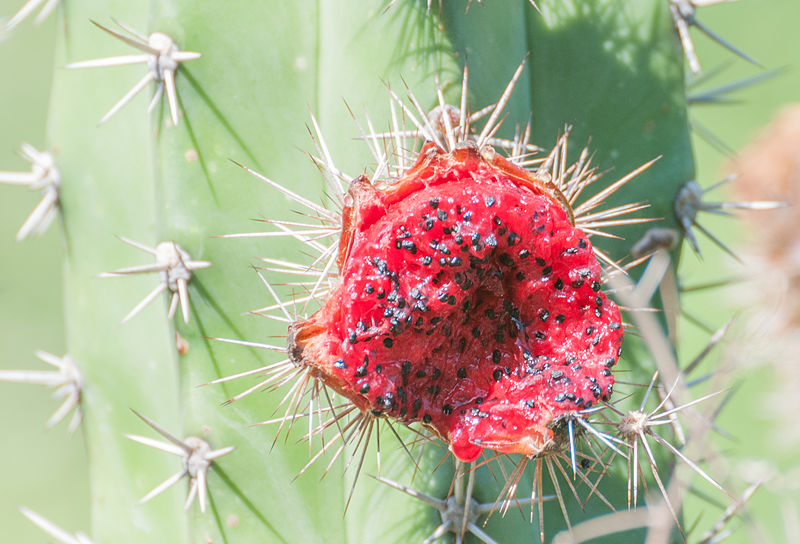 Pachycereus Pringlei  ( Red Fruit)