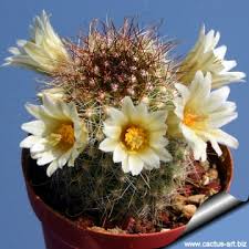 Mammillaria Phitauriana