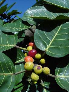 Ficus Bredegeei (Baja Canyon Fig)