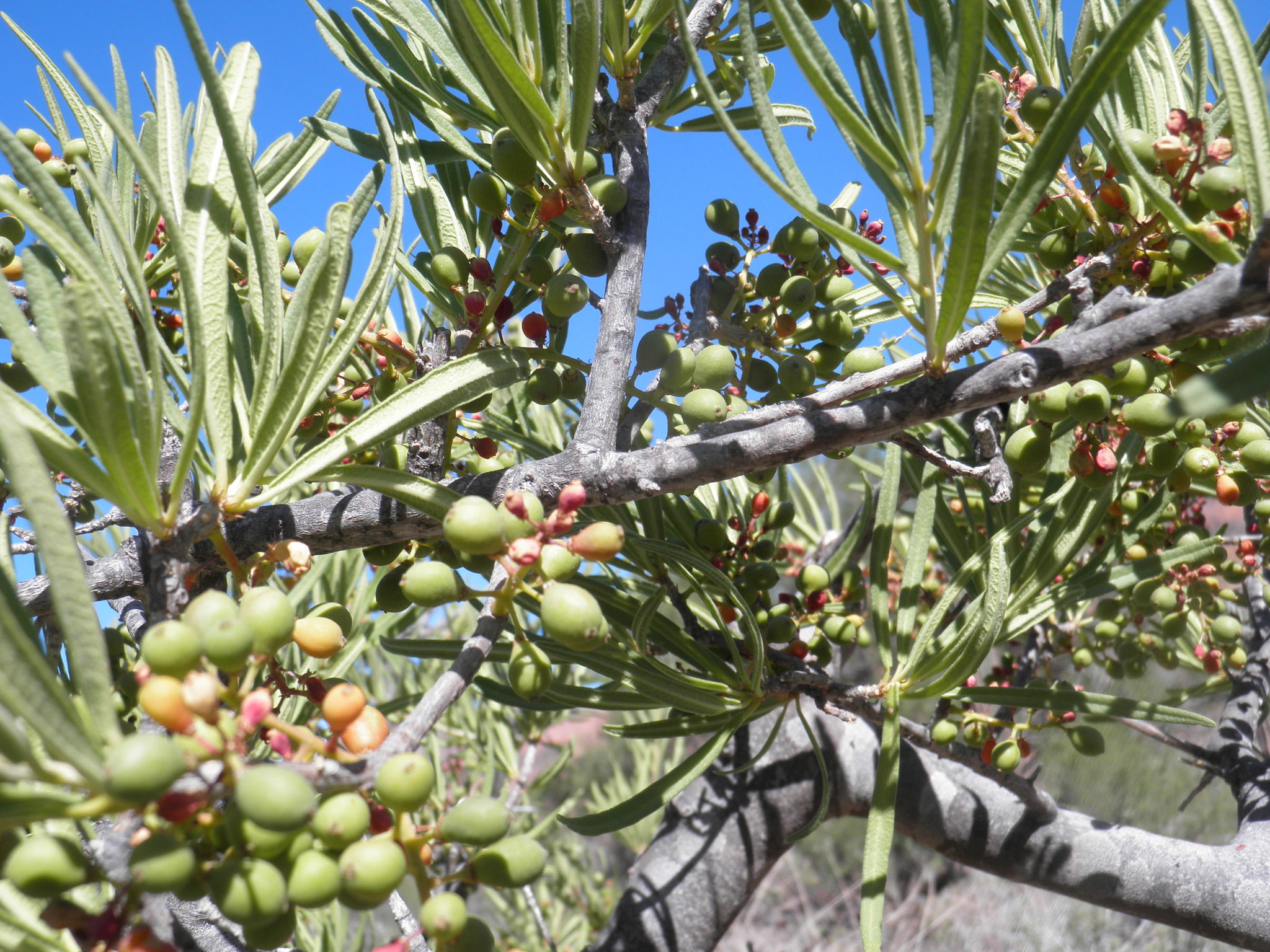 Forchhammeria Watsonii ( Lolipop Tree)