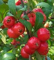 Red Mayhaw ( Cartaegus Opaca)