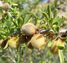 Desert Almond ( Prunus Fasciculata )