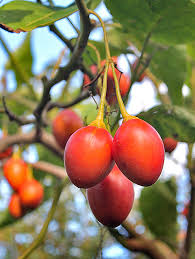 Cyphomandra Beataceae ( Amo Colors)