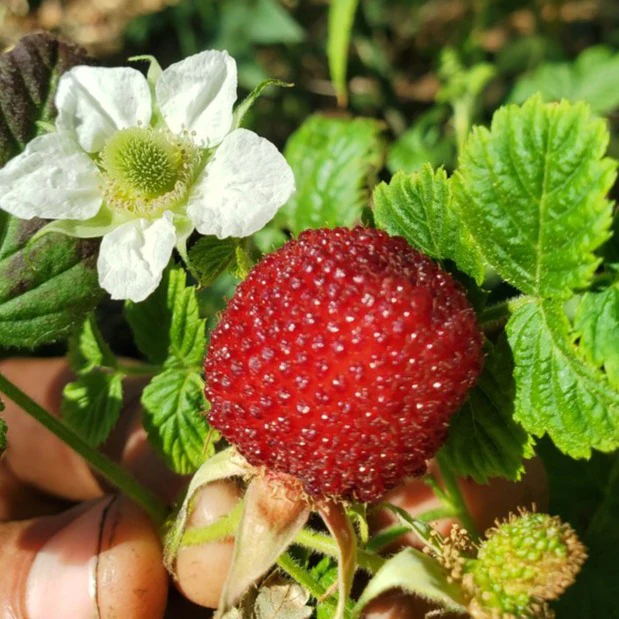 Tropical Rasberry ( Rubus Rosifolius )