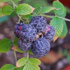 Mysore Blue raspberry ( Rubus Niveus )