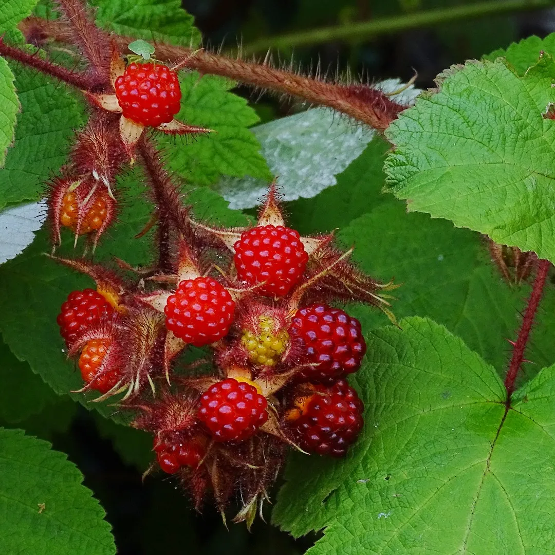 Wineberries ( Rubus Phoenicolasius )