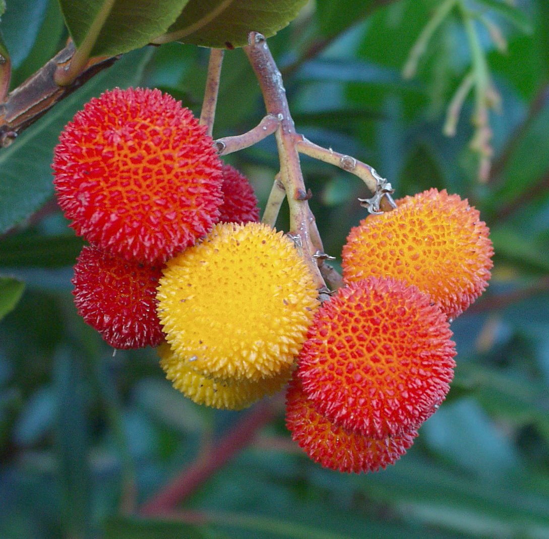 Strawberry Tree ( Arbutus Unedo )