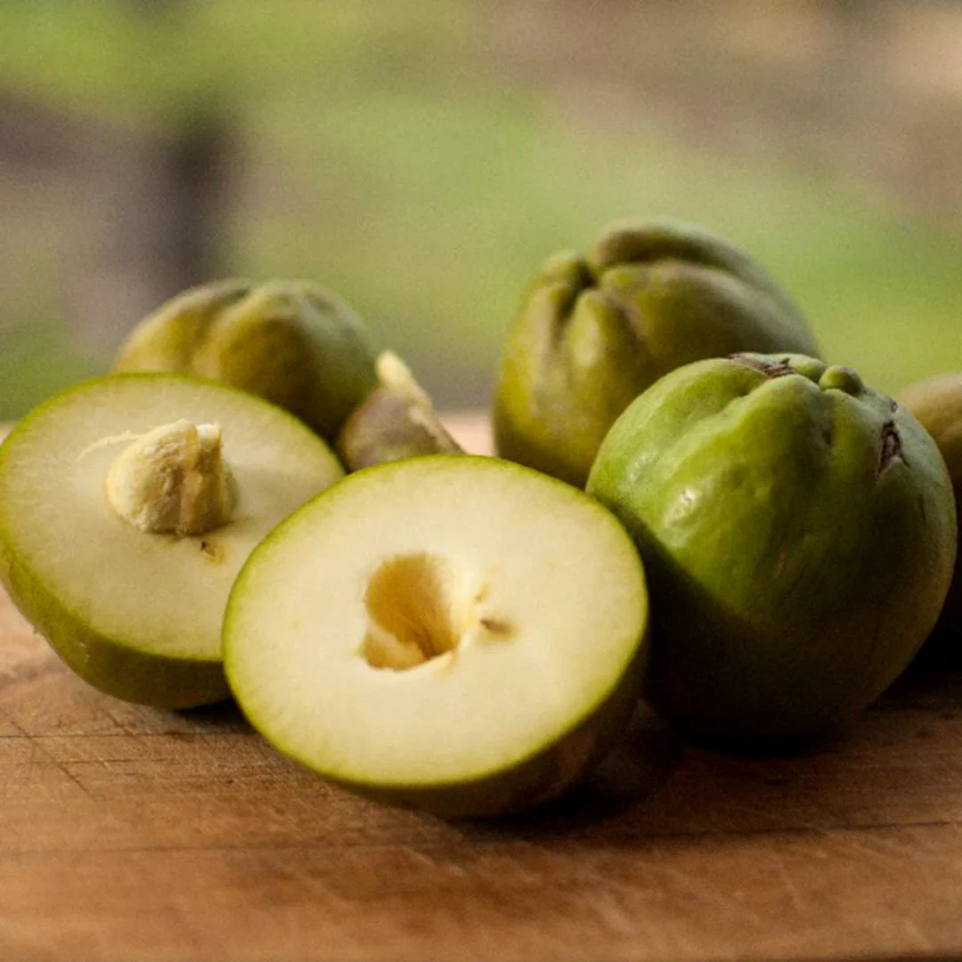 White Sapote ( Casimiroa Edulis )