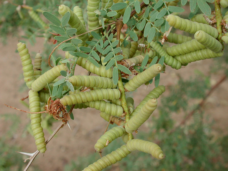 Screw Mesquite ( Prosopis Pubescens )