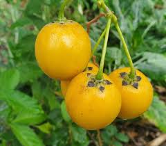 Solanum Diploconos ( Guva Tamarillo )