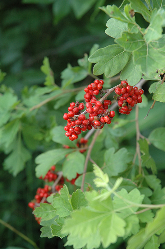 Rhus Aromatica ( Fragrant Sumac )