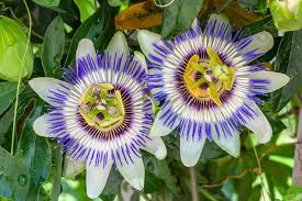 Passifora Caerulea ( Blue Crown Passion Fruit )