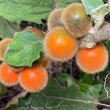 Solanum Quitoense (Naranjilla ,Lulo Ssweet Quito )