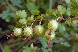 Ribes Roezlii