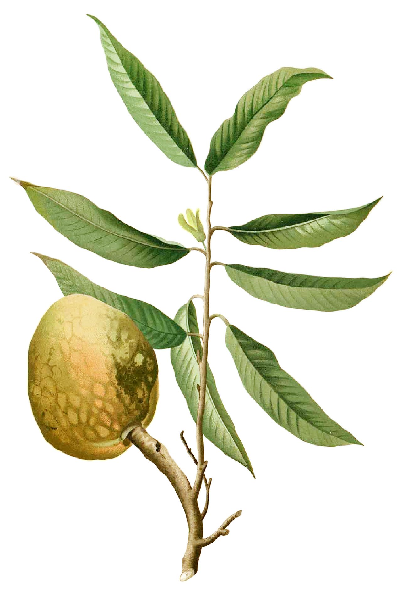 Annona Reticulata ( Custard Apple )