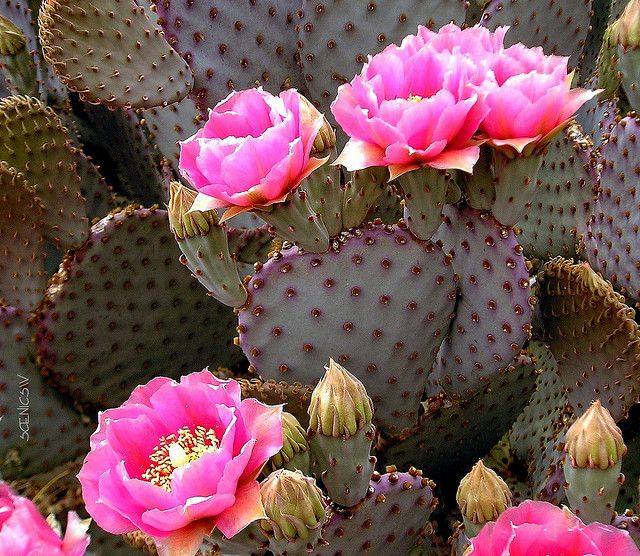 Prickly Pear Pink