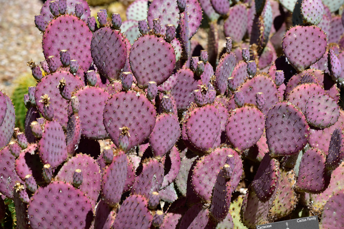 Prickly Pear Blue