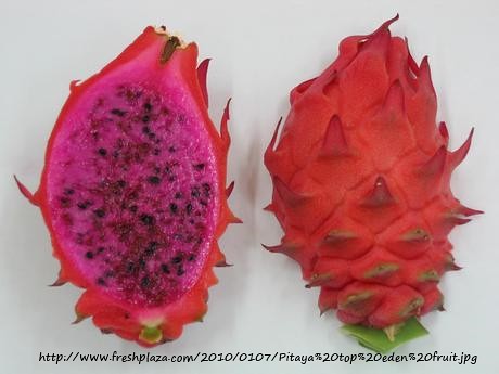 Desert Prince's Dragon Fruit