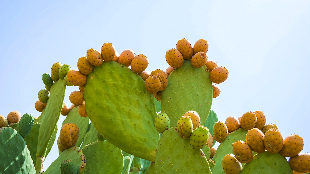 Prickly Pear Green Gold