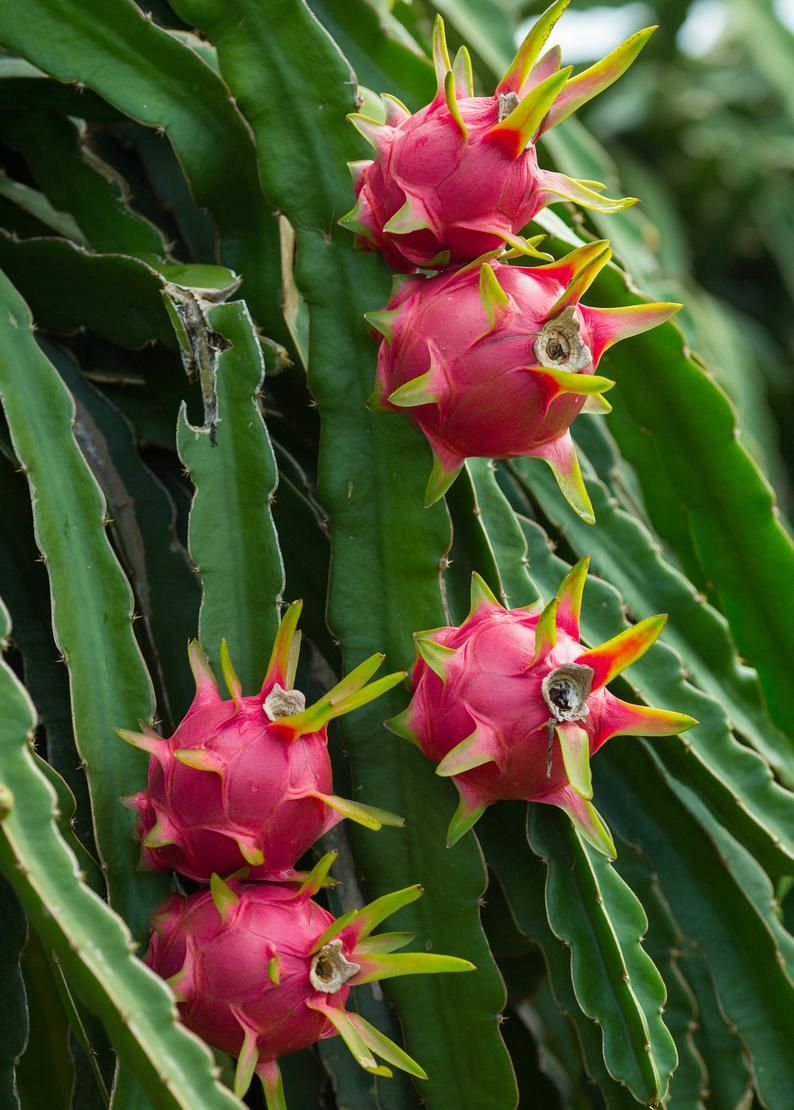 Physical Graffiti Dragon Fruit