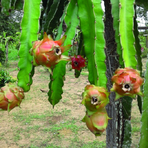 Surinam Red Dragon Fruit