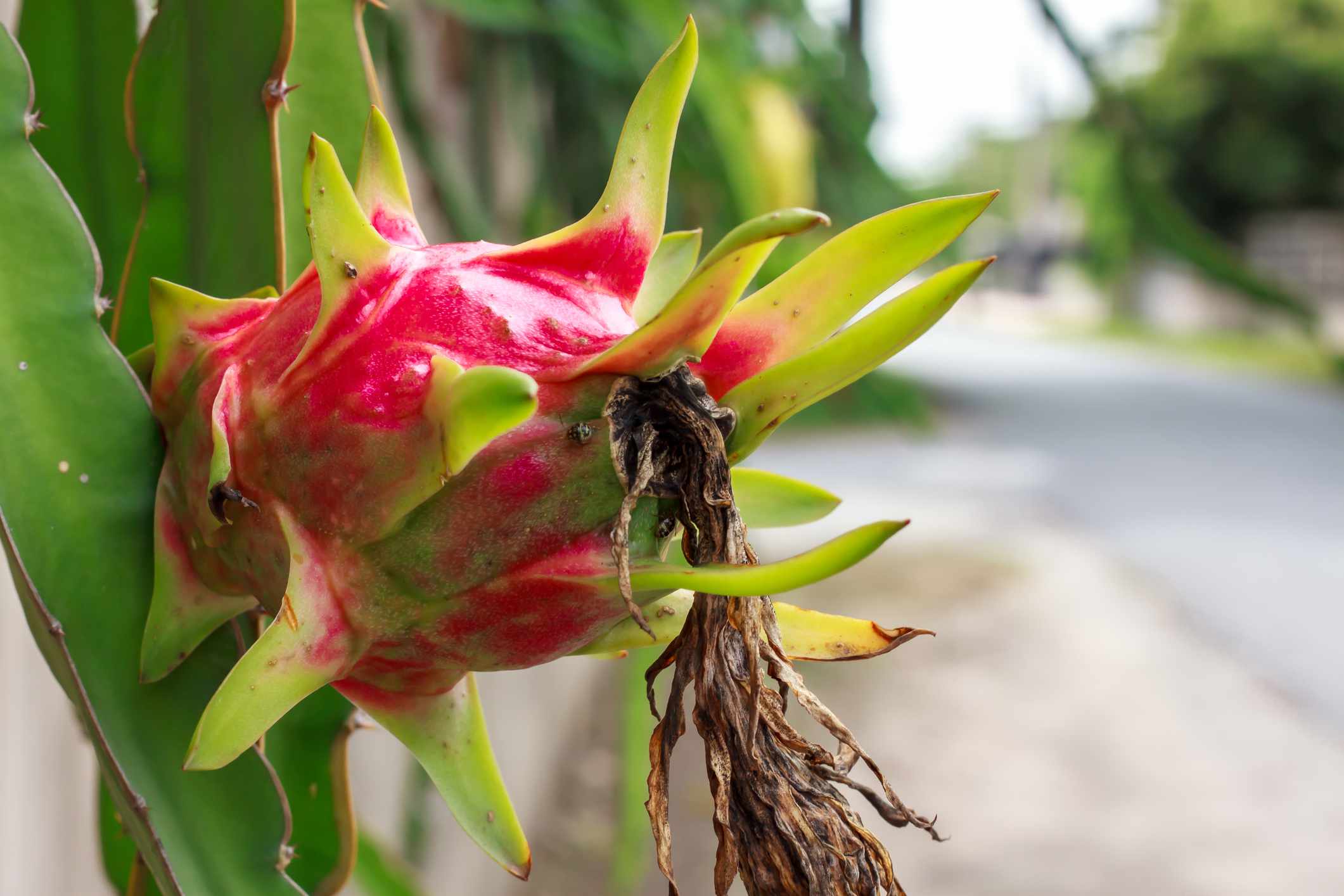 Alice Dragon Fruit (Hylocereus undatus)