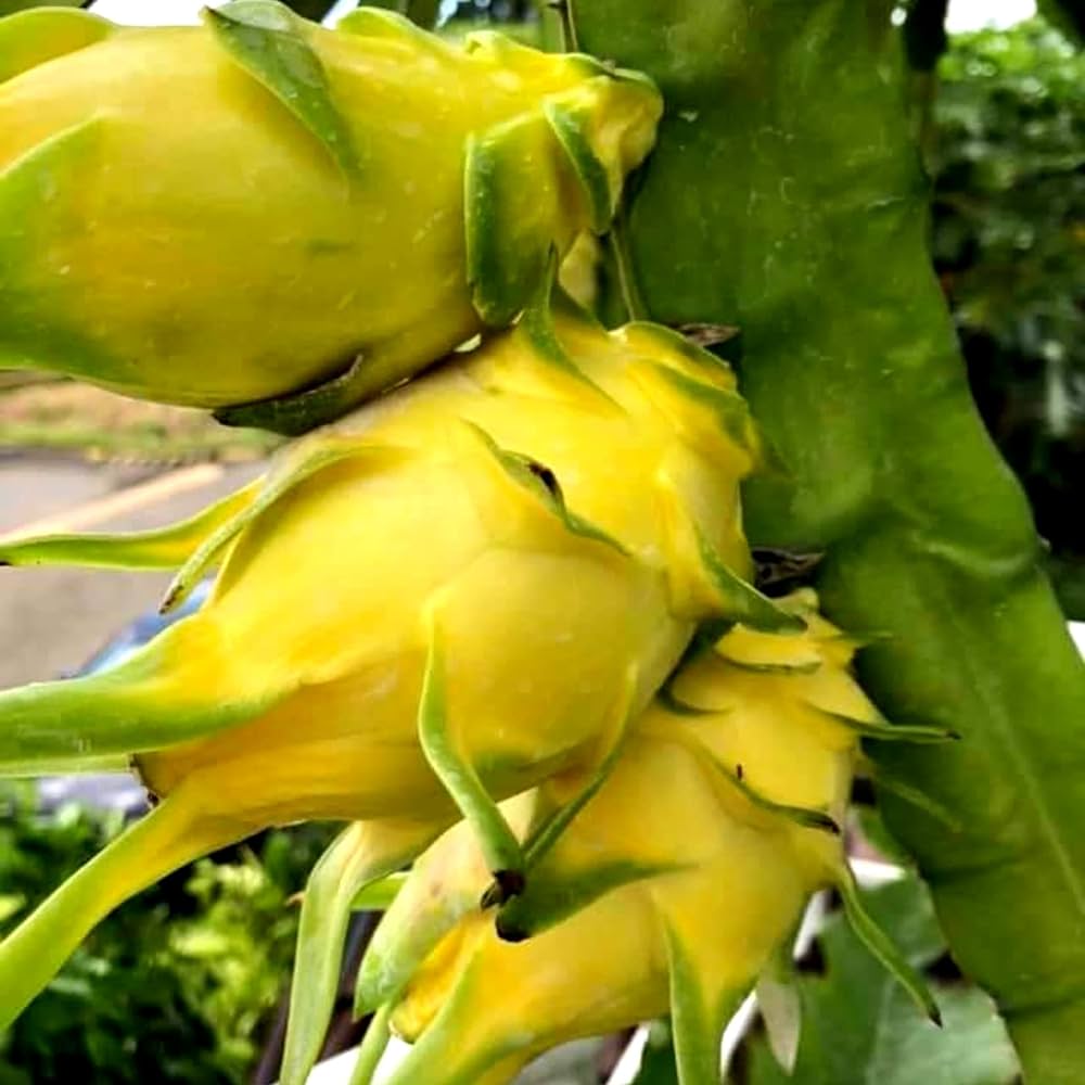 Israieli Dragon Fruit