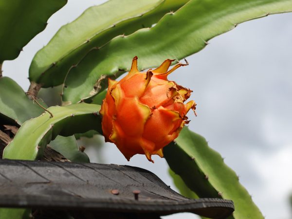 Bernese orange dragon fruit