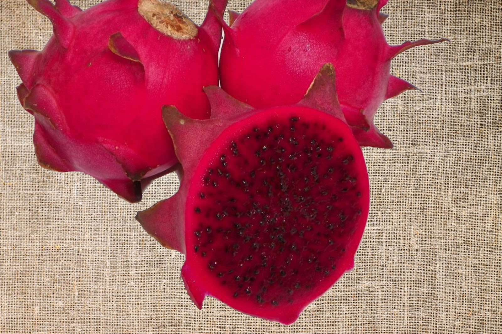 Orejona dragon fruit