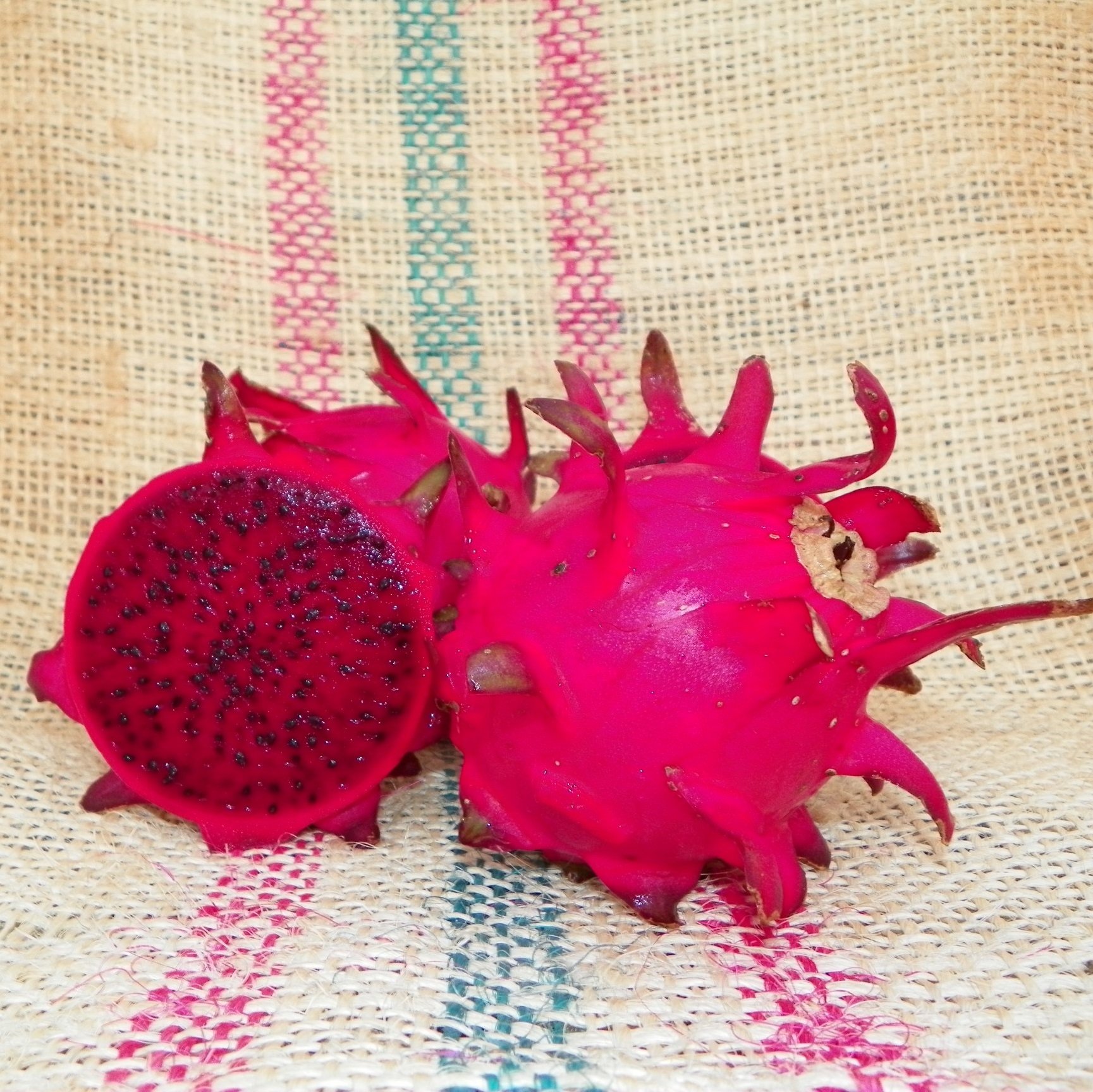 red jaina dragon fruit