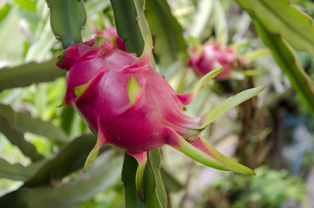 June walkthrough dragon fruit