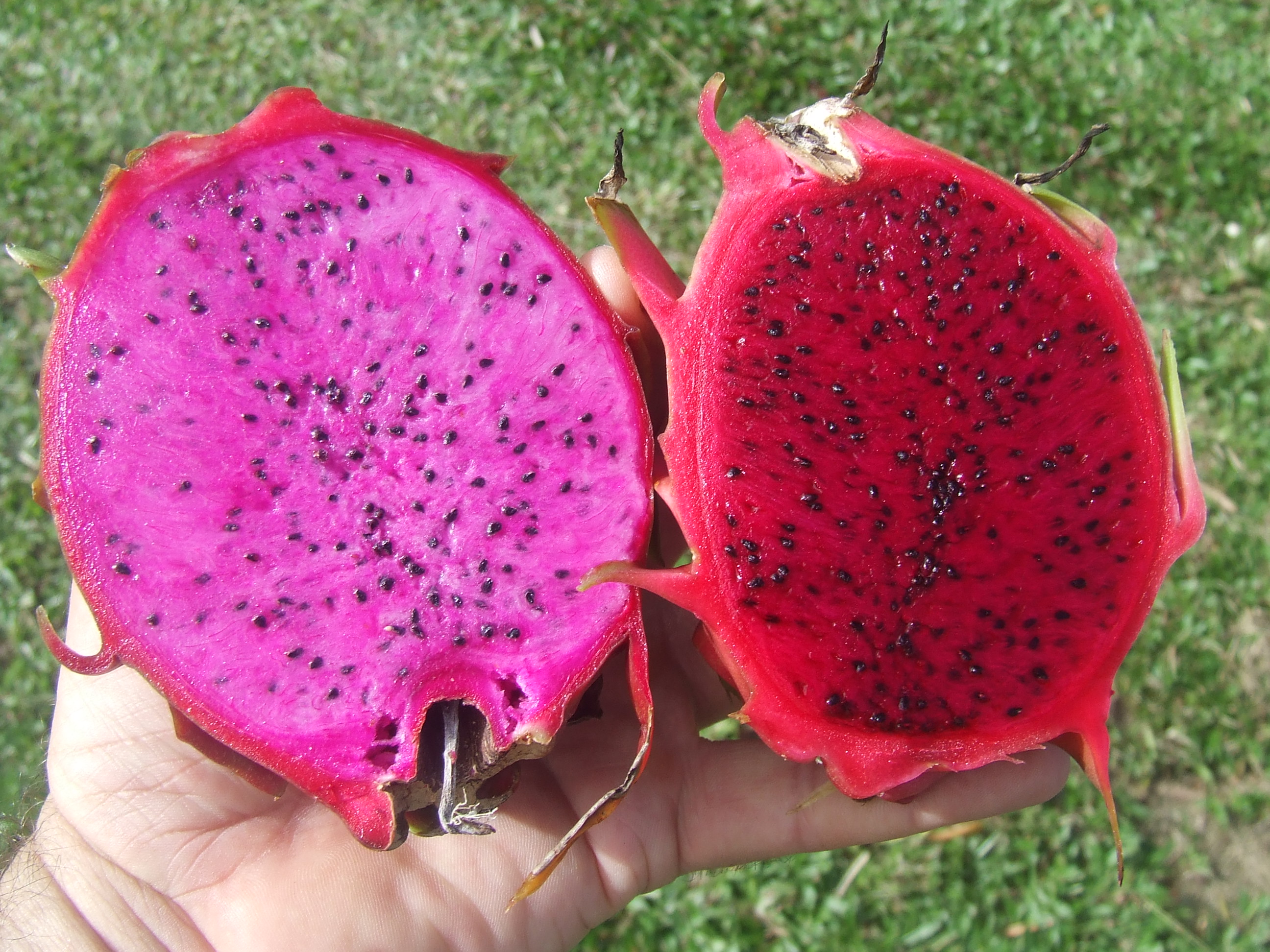 Moroccan Red Dragon Fruit