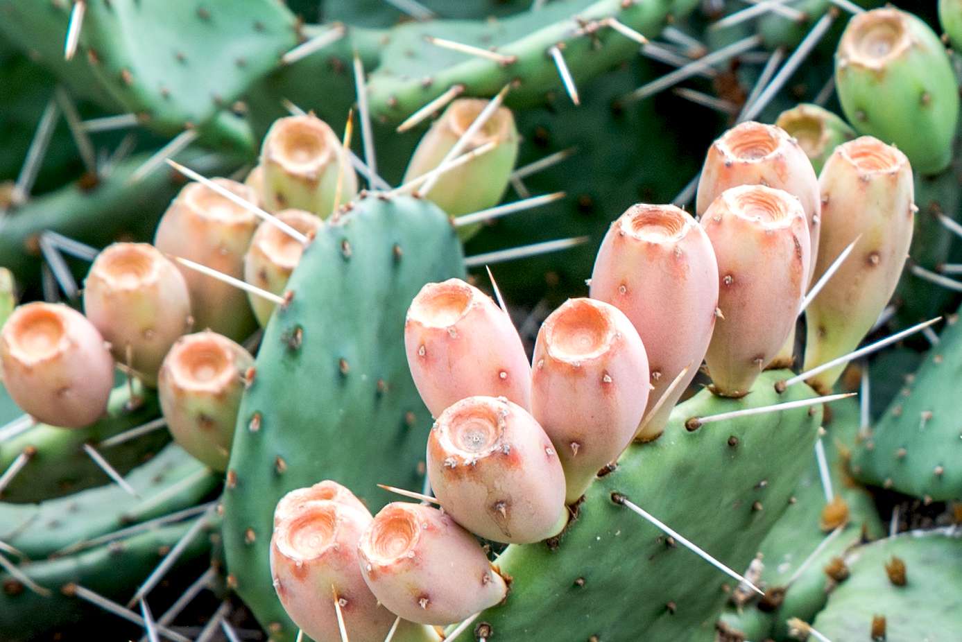 Eastern Prickly Pear Pink