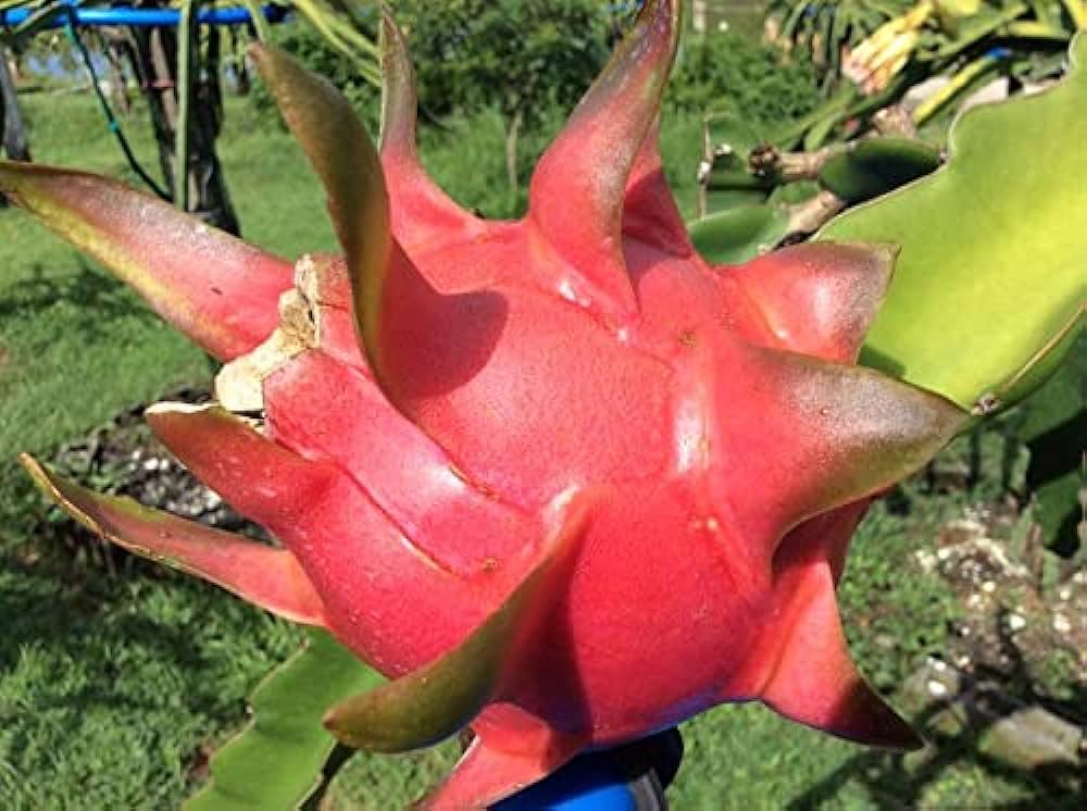 Guyute dragon fruit