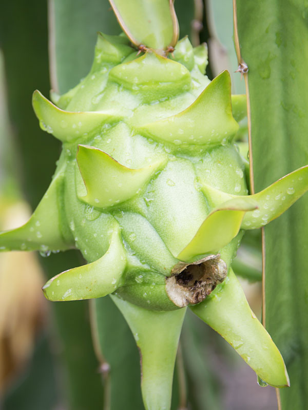 White Dragon Fruit Cactus