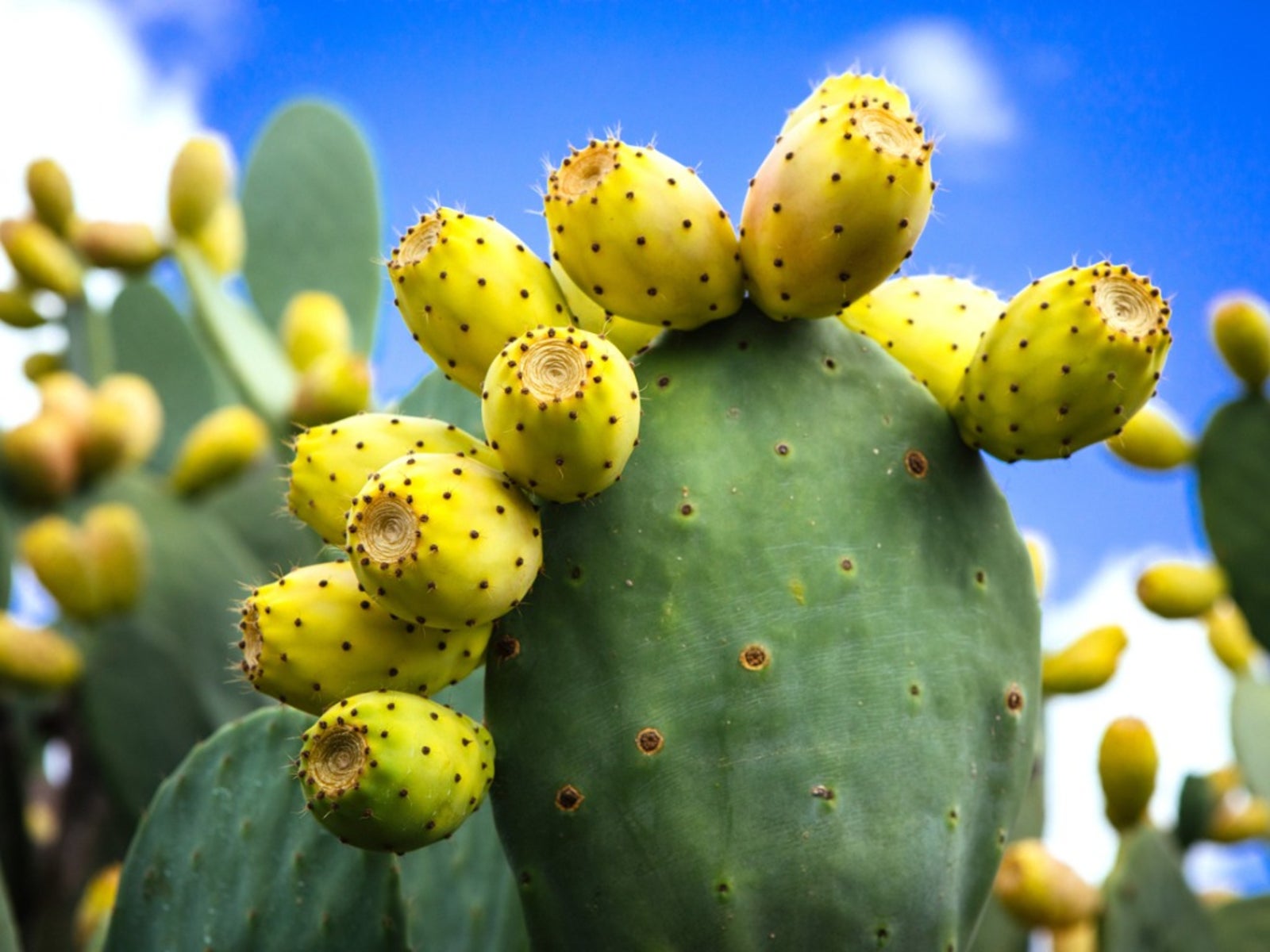 Prickly Pear Yellow