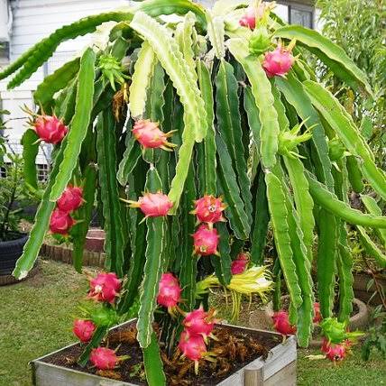 Hylocereus undatus