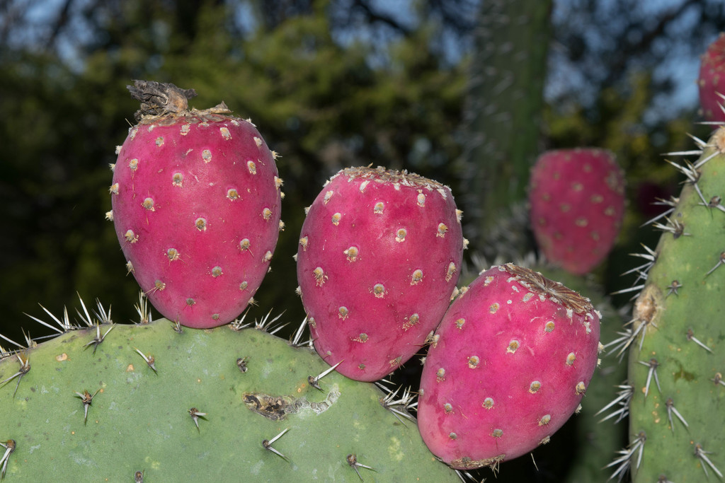 Flora and Fauna of Palo Duro Canyon