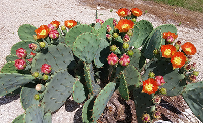 Prickly Pear Cactus Flowers